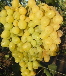 Vitis 'Super Extra'